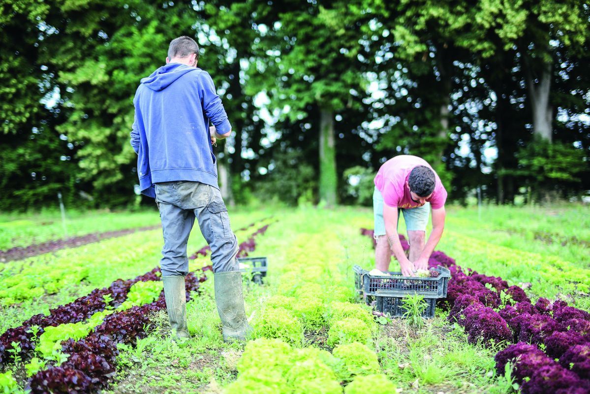 La société coopérative d'intérêt collectif de la  &#171; Ceinture verte Pays de Béarn &#187; achète ou loue des fermes clés en main à des maraîchers. Aujourd'hui, 7 jeunes écoulent leur production dans des circuits courts. 