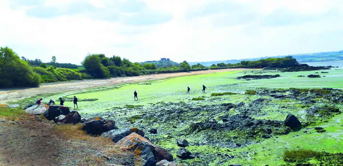 Avril 2022. La plage d'Hillion (22) est couverte d'algues vertes, en raison de flux de nitrates principalement d'origine agricole. Le 12 juin 2023, les élus ont à nouveau interpellé le préfet.