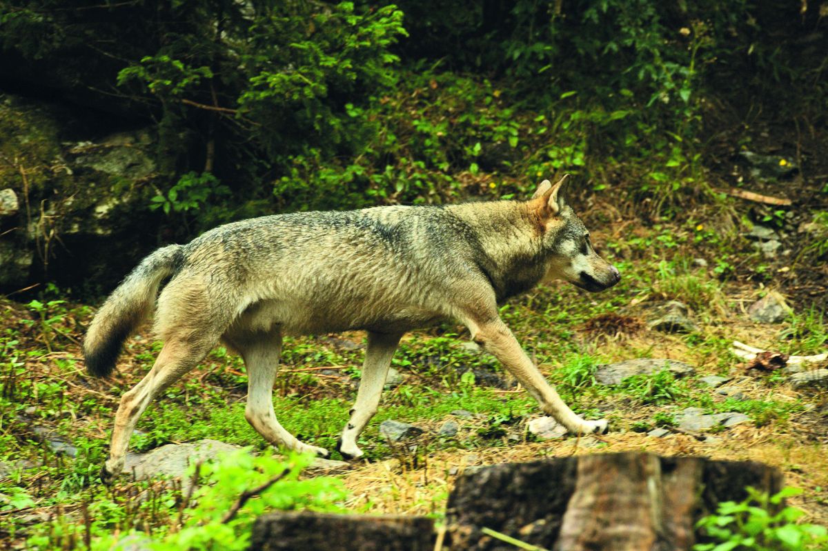 Le statut juridique du loup pourrait passer
 d'espèce &#171; strictement protégée &#187; à &#171; protégée &#187; au niveau européen.