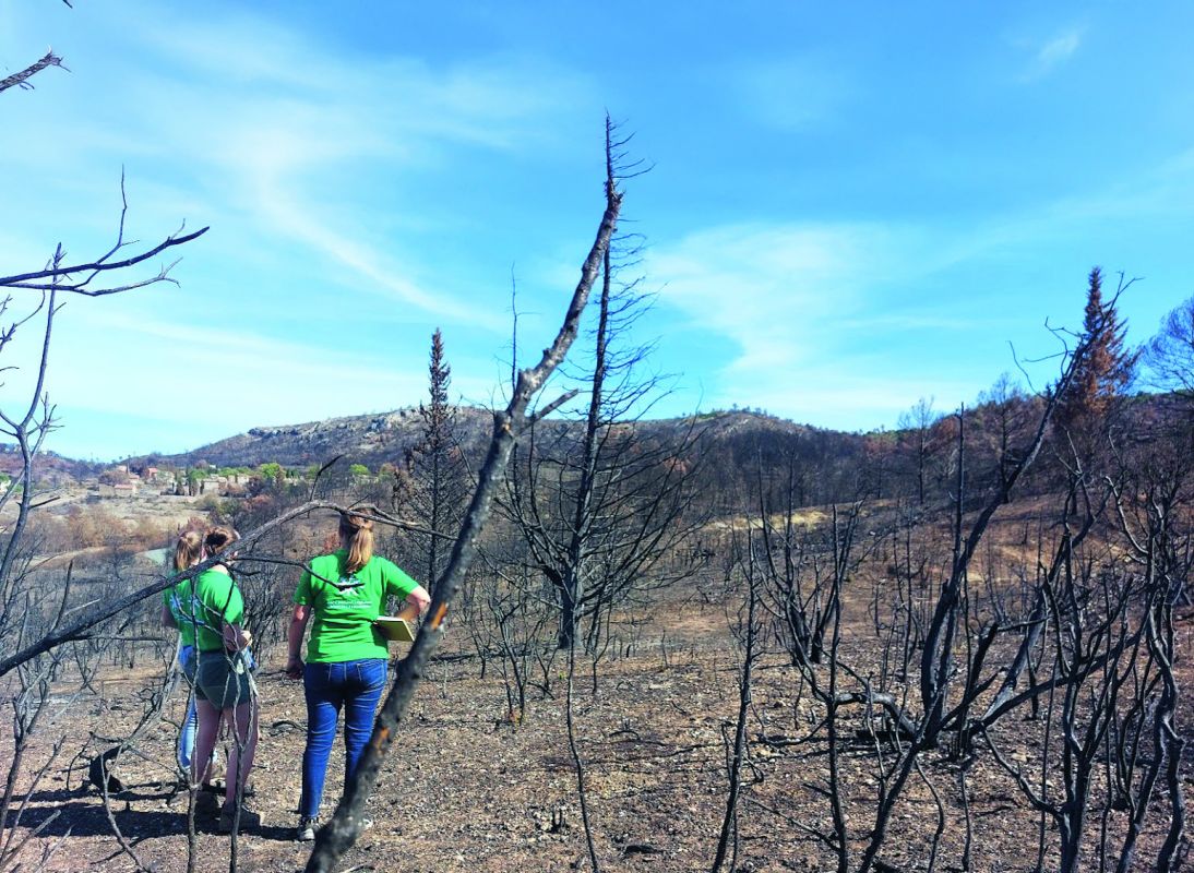 Après l'incendie dans les Corbières (11), en août 2025, l'Office national des forêts privilégie la régénération naturelle et non pas la replantation massive d'arbres. 