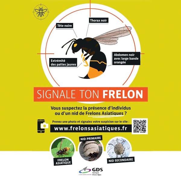 Près de 400 nids de frelons ont pu être détruits en 2024 grâce
à une campagne de sensibilisation et à une action collective. Près de 400 nids de frelons ont pu être détruits en 2024 grâce
à une campagne de sensibilisation et à une action collective.